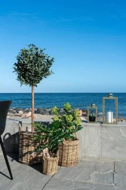 Best House Nordic Figentræ Grøn mat sort